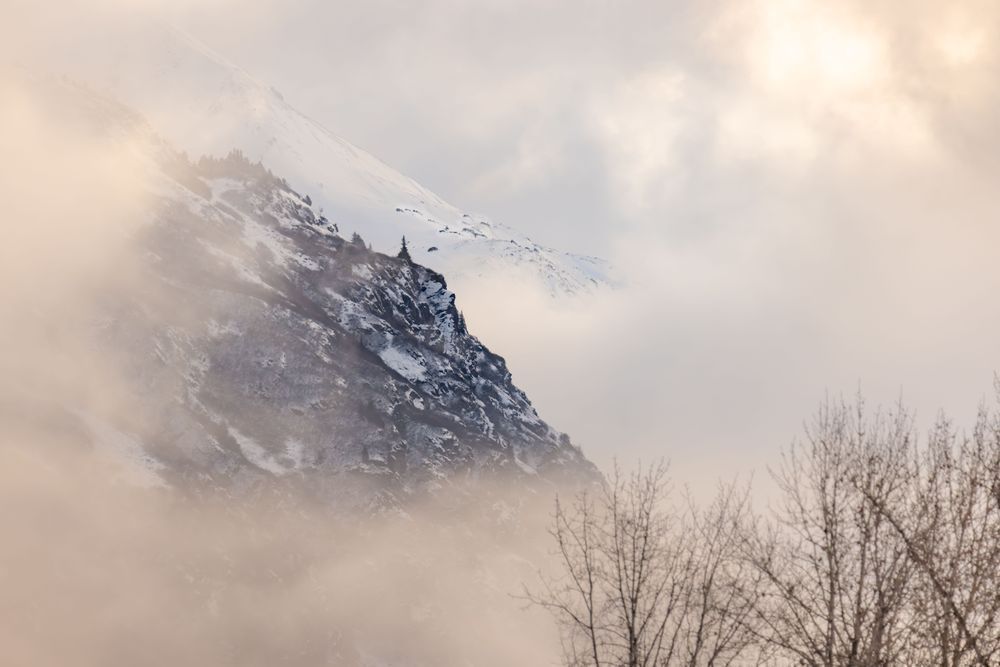 Spruce On High, Haines, Ak Photography Art | Kim Clune Daydreams