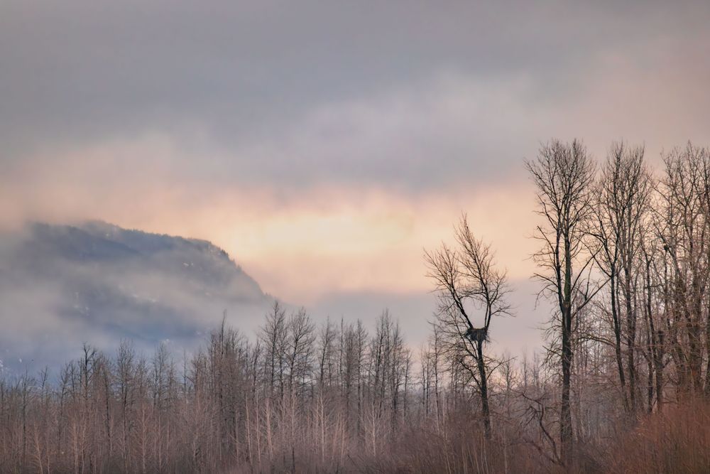 Chilkat Eagle Nest, Haines, Ak Photography Art | Kim Clune Daydreams