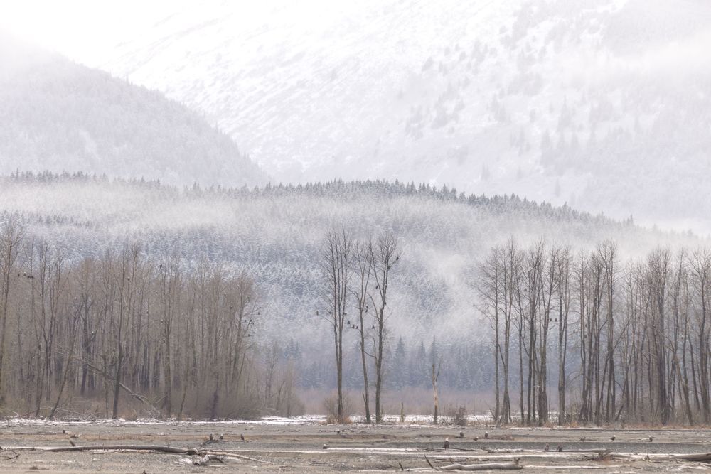 Eagle Perch, Haines, Ak Photography Art | Kim Clune Daydreams
