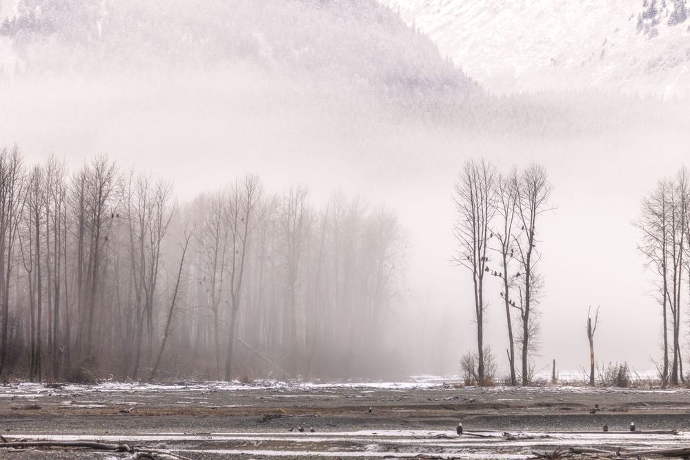 Sunrise Perch, Haines, Ak Photography Art | Kim Clune Daydreams