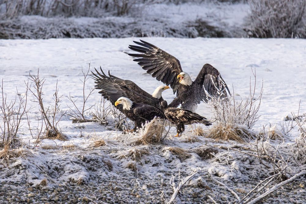 Pile On, Bald Eagles, Chilkat Valley, Haines, Ak Photography Art | Kim Clune Daydreams
