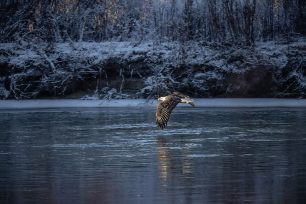 River Rider, Bald Eagle, Haines, Ak Photography Art | Kim Clune Daydreams