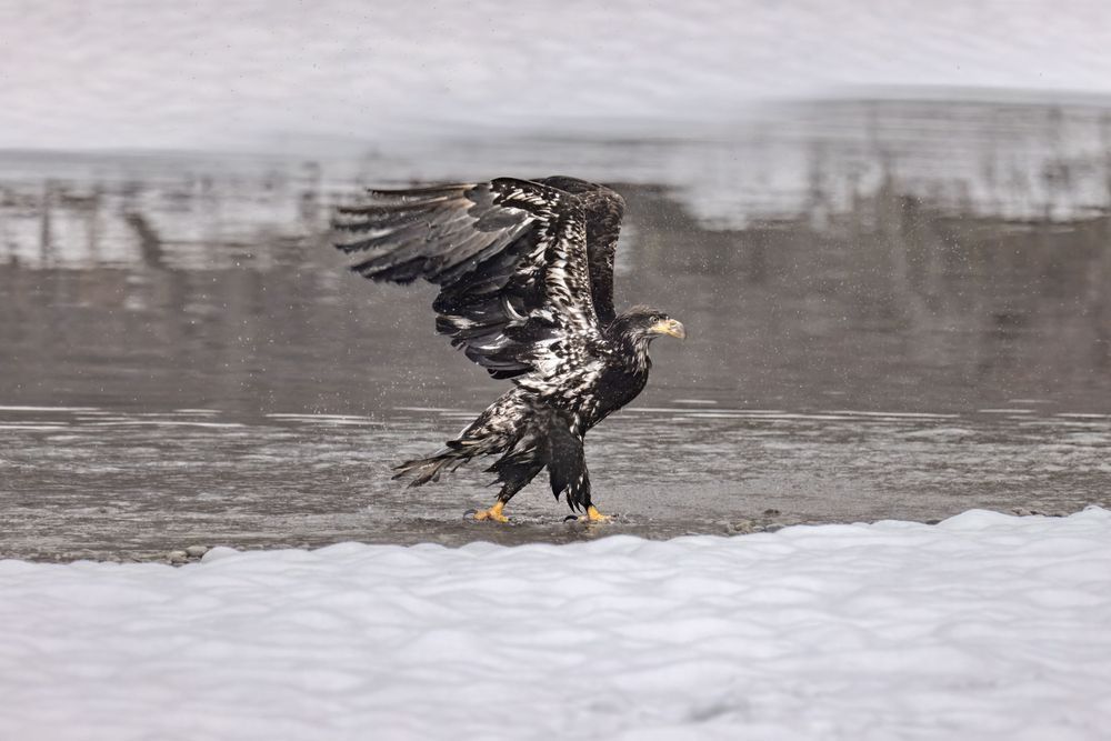 Feathers Up, Juvenile Bald Eagle, Haines, Ak Photography Art | Kim Clune Daydreams