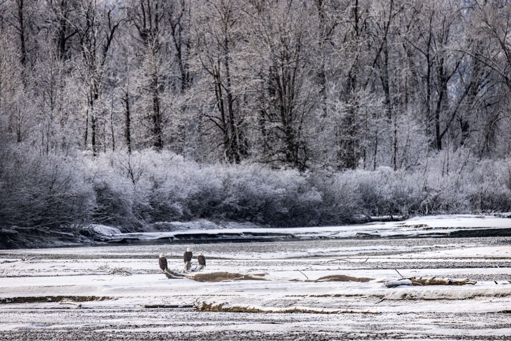 Trivot, Bald Eagles, Haines, Ak Photography Art | Kim Clune Daydreams