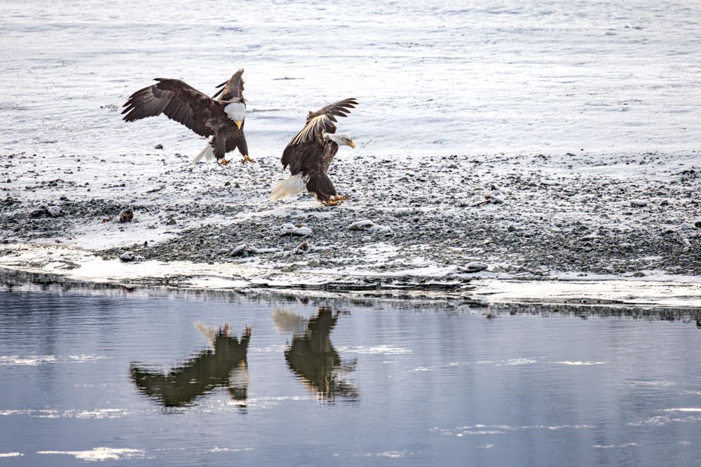 Incoming, Bald Eagles, Haines, Ak Photography Art | Kim Clune Daydreams