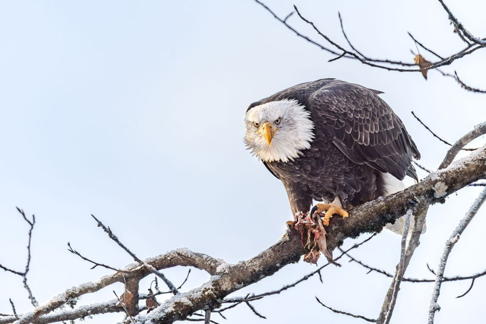 The Eagle Has Lunched, Haines, Ak Photography Art | Kim Clune Daydreams
