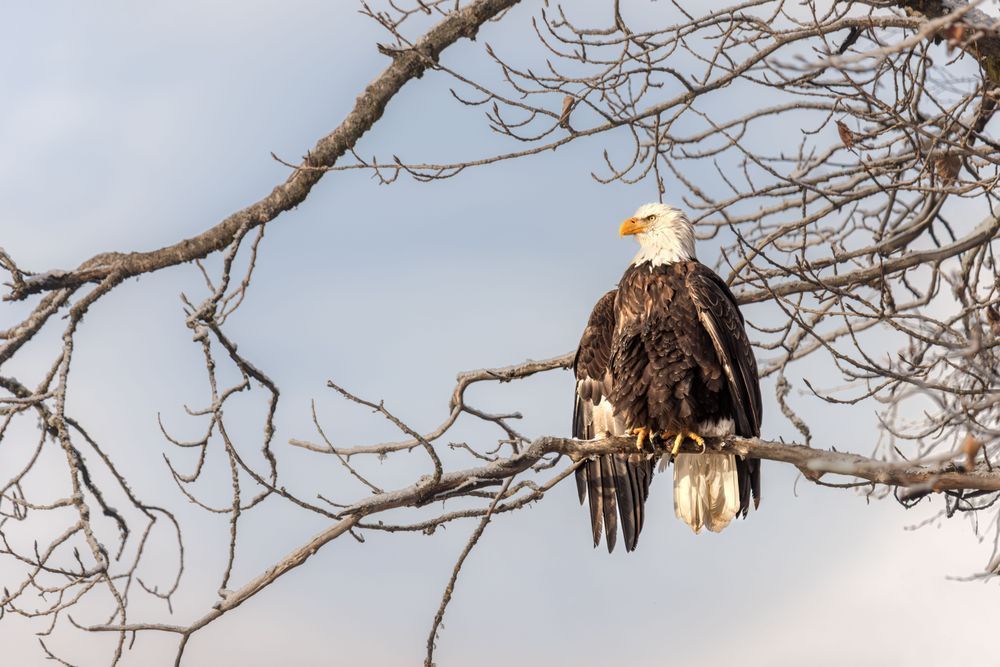 On The Line, Bald Eagle, Haines, Ak Photography Art | Kim Clune Daydreams