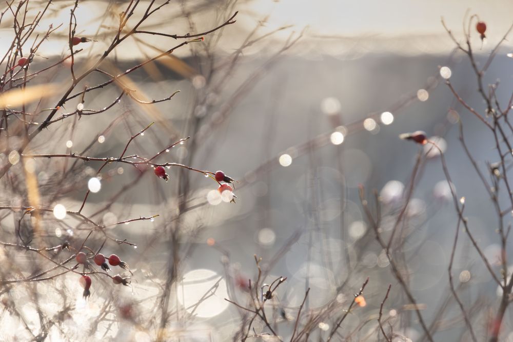 Rose Hip Garland, Haines, Ak Photography Art | Kim Clune Daydreams