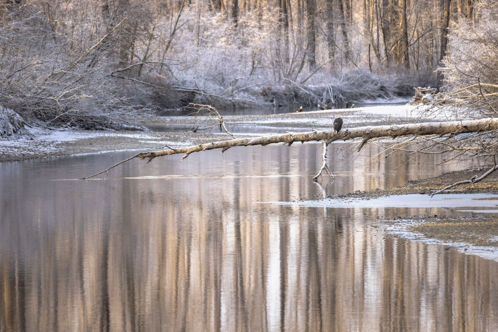 Bold And Cold, Chilkat River, Haines, Ak Photography Art | Kim Clune Daydreams