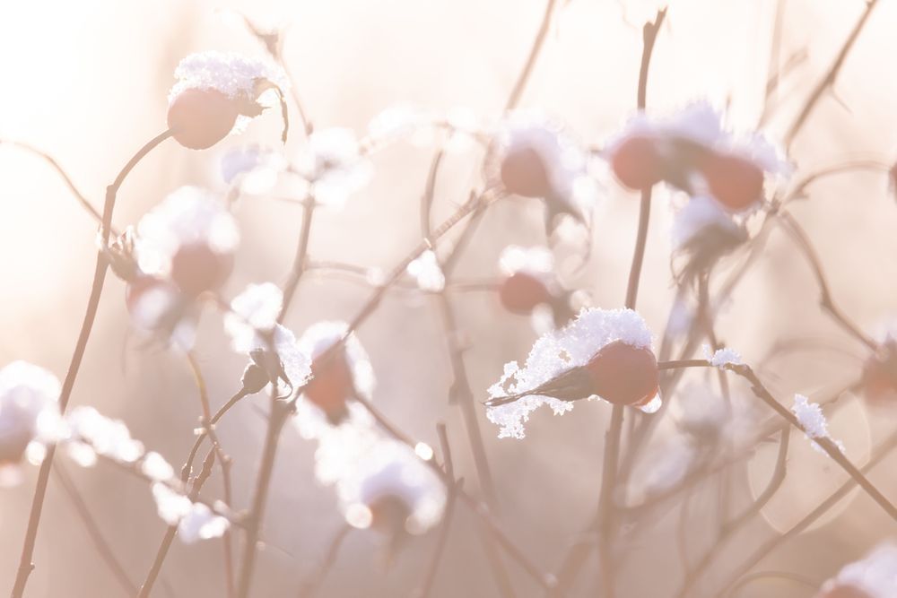 Rose Hip Consortium, Haines, Ak Photography Art | Kim Clune Daydreams