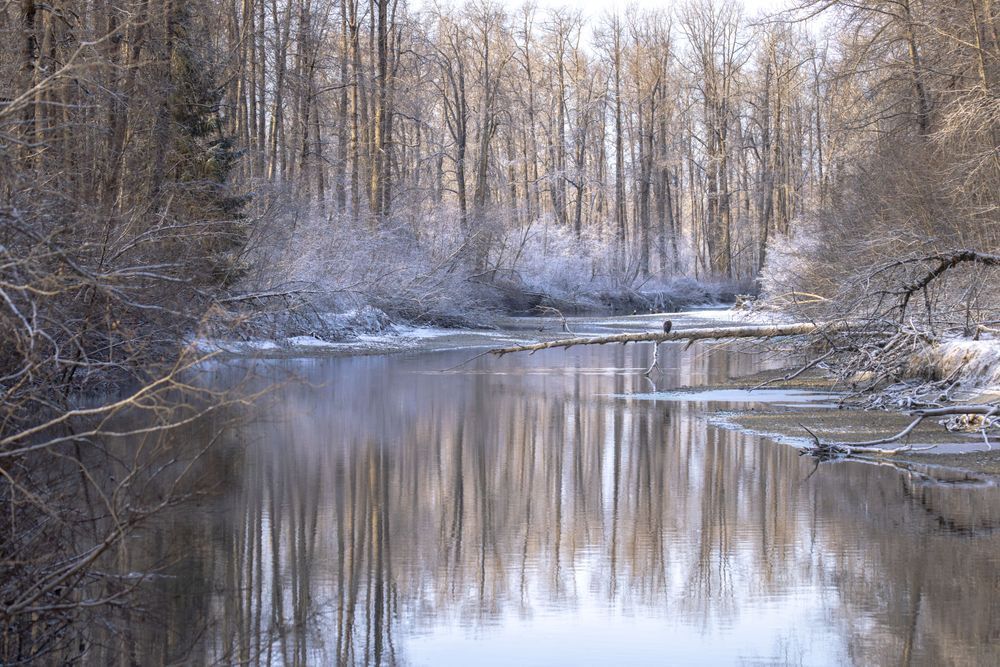 Chilkat River Reverie, Haines, Ak Photography Art | Kim Clune Daydreams