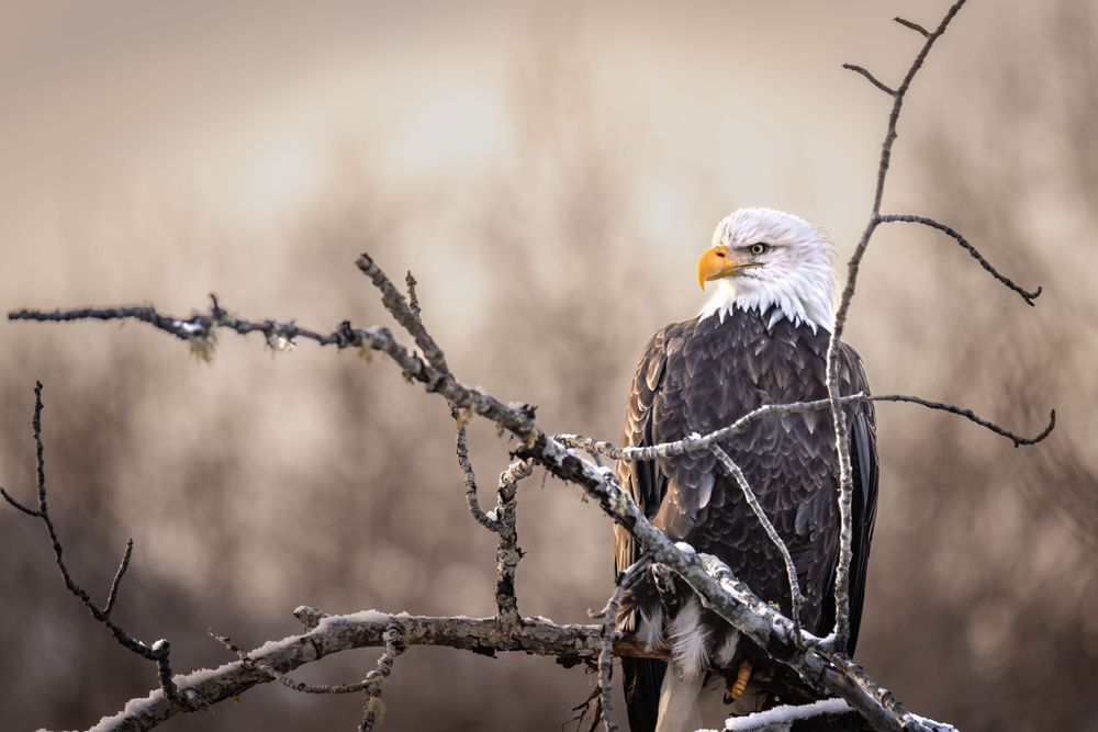 Pastel Perch, Bald Eagle, Haines, Ak Photography Art | Kim Clune Daydreams