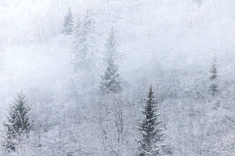 All Uphill, Sitka Spruce, Haines, Ak Photography Art | Kim Clune Daydreams