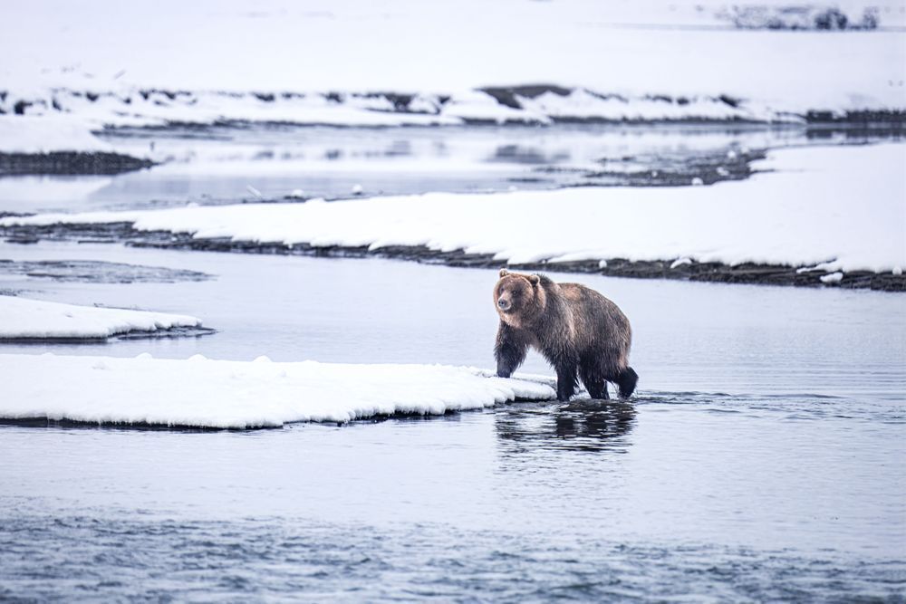 Stepping Up, Brown Bear, Haines, Ak Photography Art | Kim Clune Daydreams
