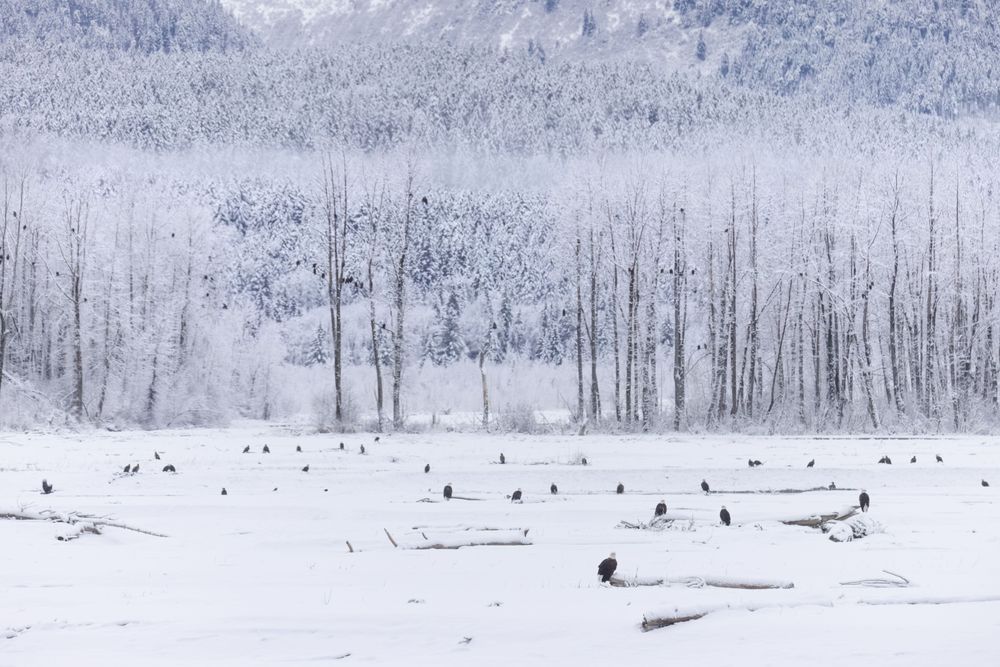 Valley Of The Eagles, Chilkat Valley, Haines, Ak Photography Art | Kim Clune Daydreams