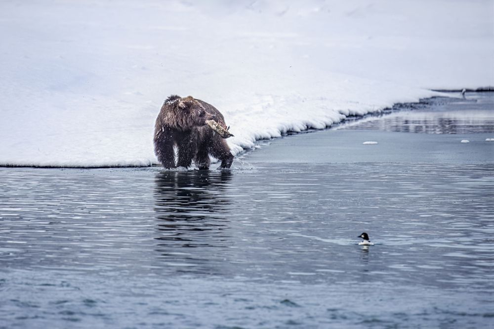 Gone Fishing, Brown Bear, Haines, Ak Photography Art | Kim Clune Daydreams
