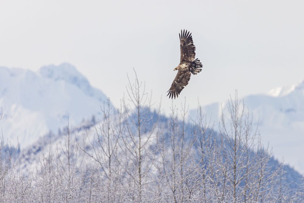 Soaring Solo, Juvenile Bald Eagle, Haines, Ak Photography Art | Kim Clune Daydreams
