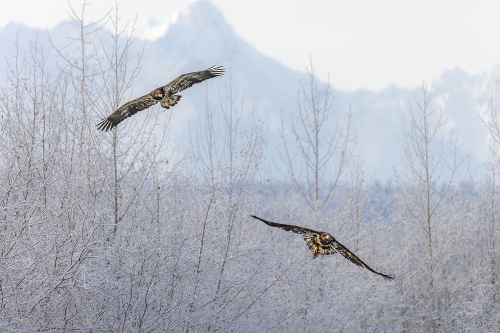 Lunch For Two, Juvenile Bald Eagles, Haines, Ak Photography Art | Kim Clune Daydreams