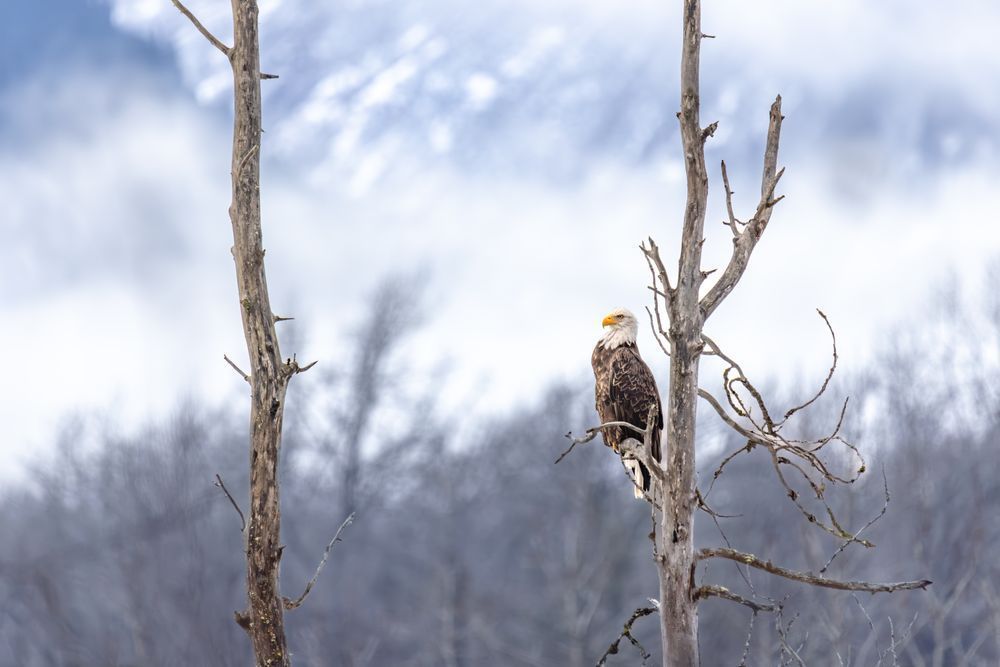 On High, Bald Eagle, Haines, Ak Photography Art | Kim Clune Daydreams