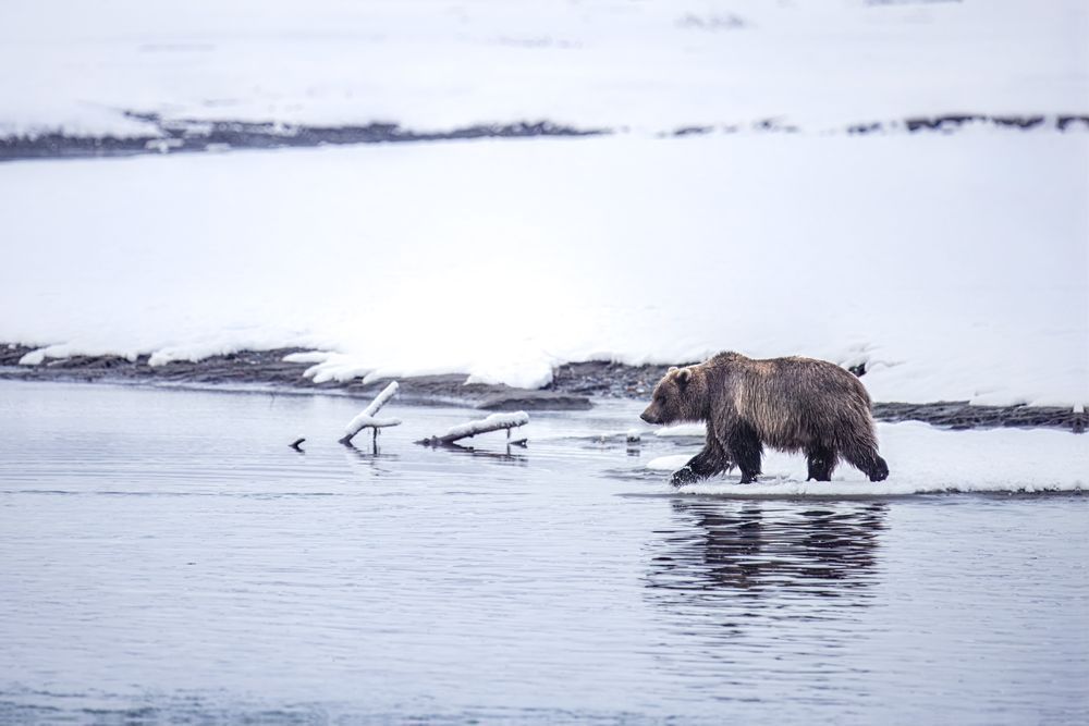 Walk On Water, Brown Bear, Haines, Ak Photography Art | Kim Clune Daydreams