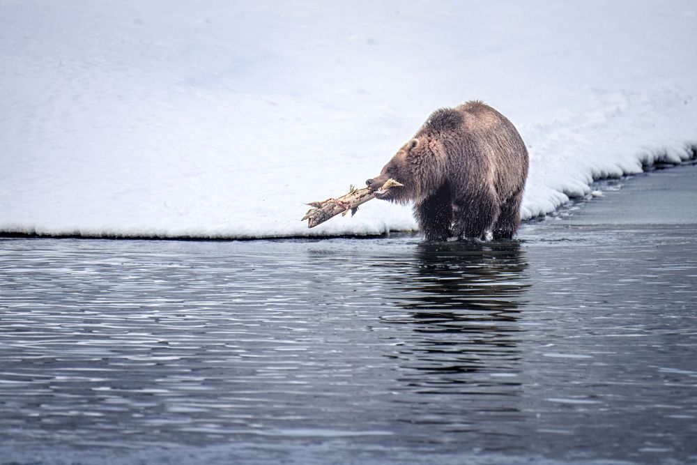 Food Play, Brown Bear, Haines, Ak Photography Art | Kim Clune Daydreams
