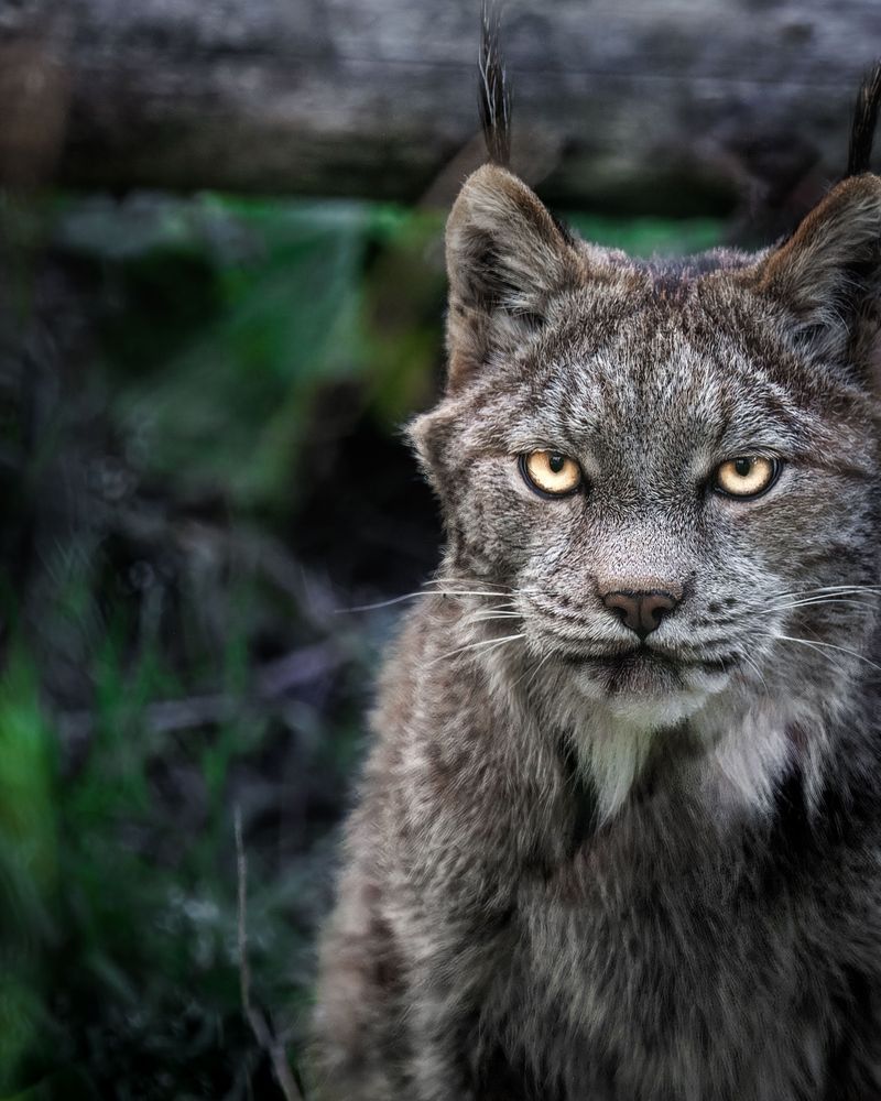 Mine Eyes, Lynx, Haines, Ak Photography Art | Kim Clune Daydreams