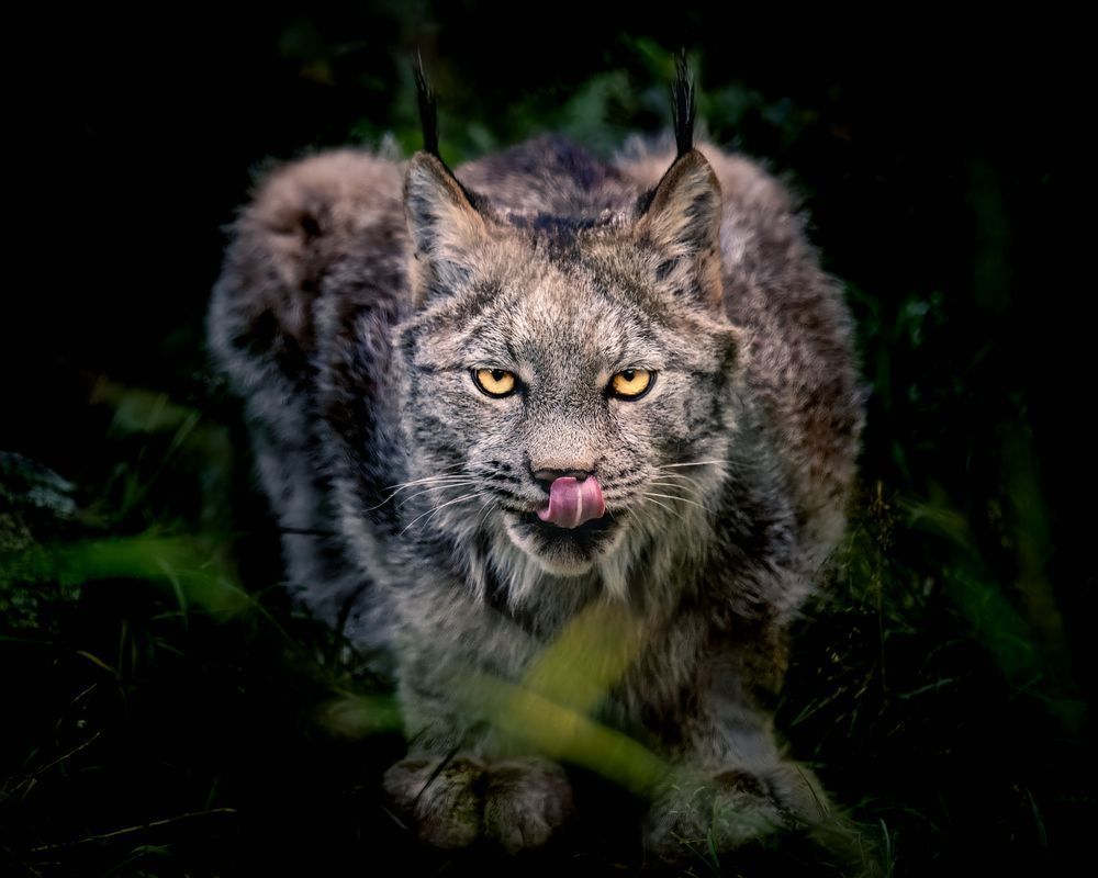 Delish, Lynx, Haines, Ak Photography Art | Kim Clune Daydreams
