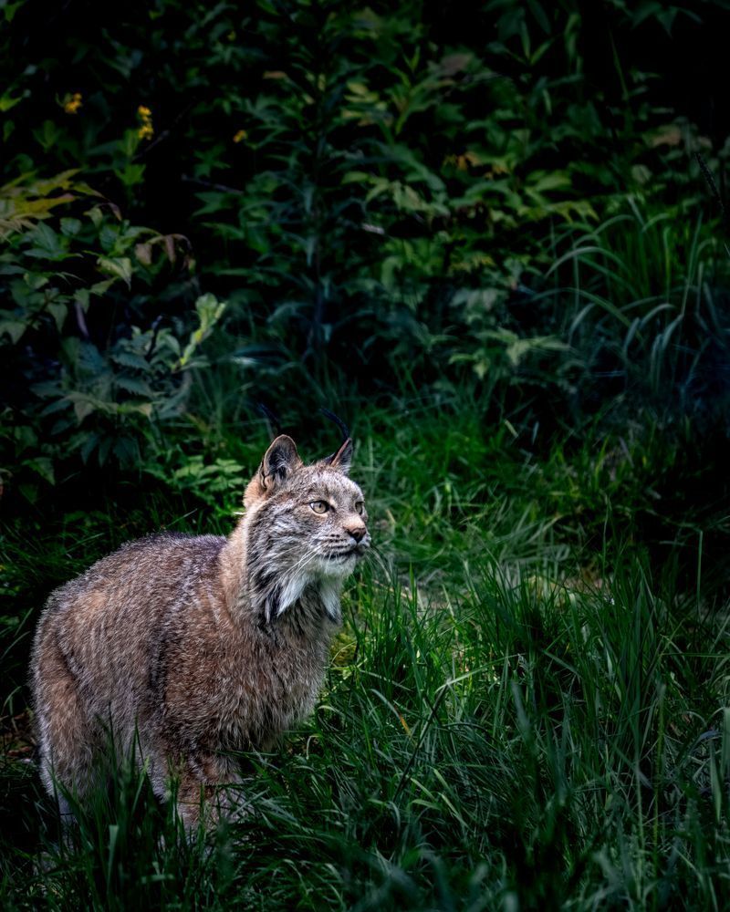 The Prowl, Lynx, Haines, Ak Photography Art | Kim Clune Daydreams