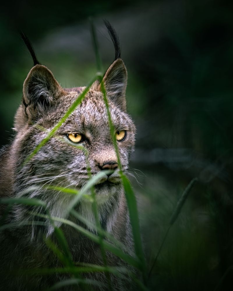 In Plain Sight, Lynx, Haines, Ak Photography Art | Kim Clune Daydreams