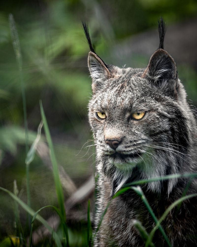 In Sight, Lynx, Haines, Ak Photography Art | Kim Clune Daydreams