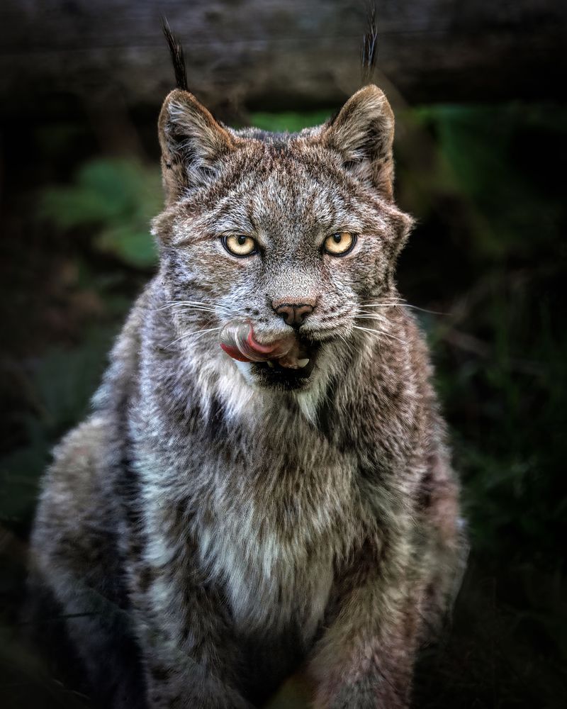 Content, Lynx, Haines, Ak Photography Art | Kim Clune Daydreams