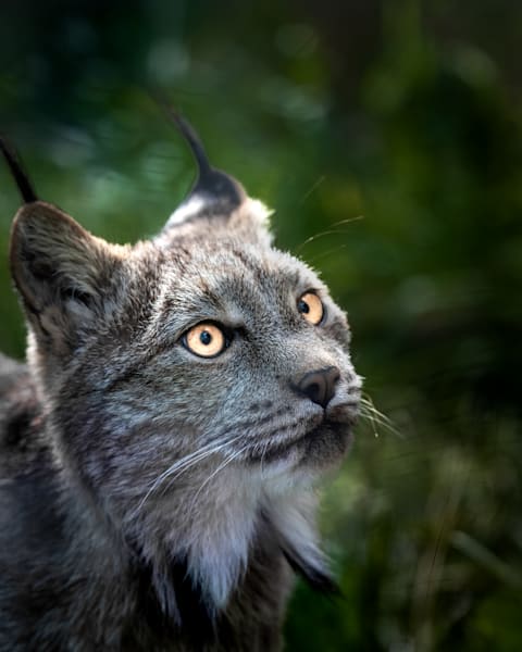 Watchful, Lynx, Haines, AK