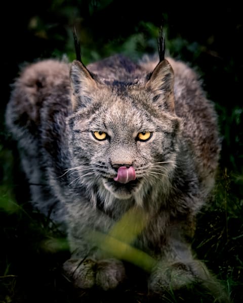 Delicious, Lynx, Haines, AK