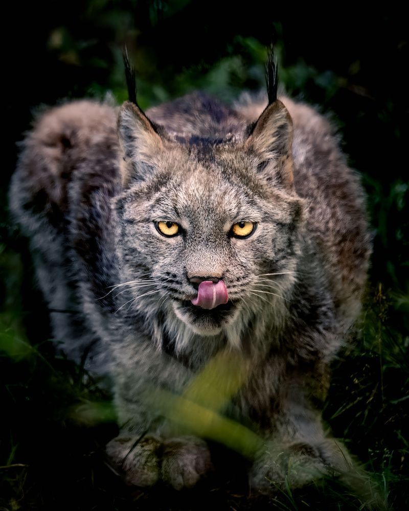 Delicious, Lynx, Haines, Ak Photography Art | Kim Clune Daydreams