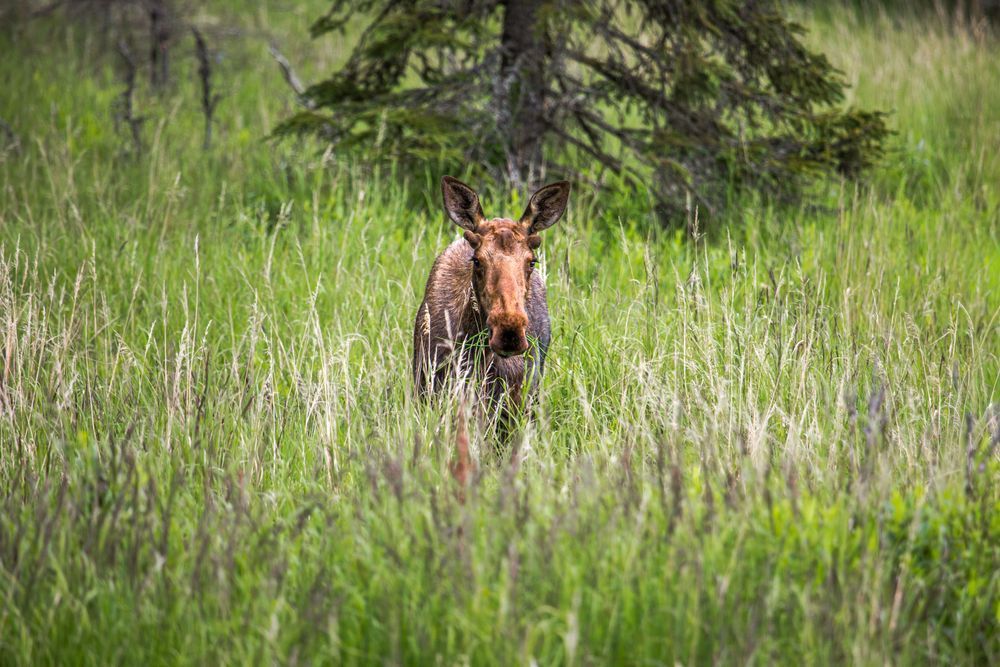 Out Standing, Moose, Anchor Point, Ak Photography Art | Kim Clune Daydreams