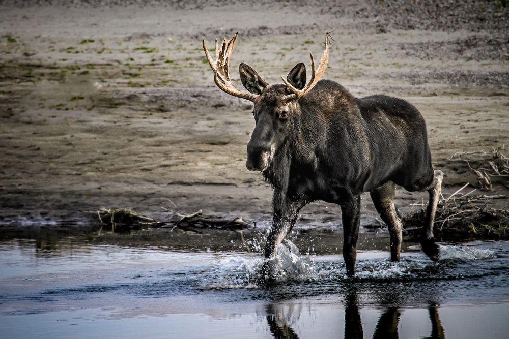 Evening Stroll, Moose, Tetons, Wy Photography Art | Kim Clune Daydreams