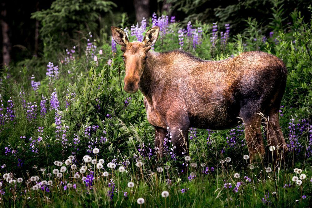 Moose In Blooms, Anchor Point, Ak Photography Art | Kim Clune Daydreams