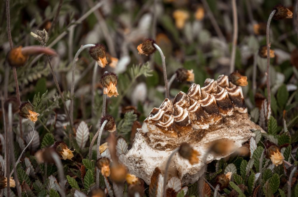 Moose Jaw, Haines, Junction, Ca Photography Art | Kim Clune Daydreams