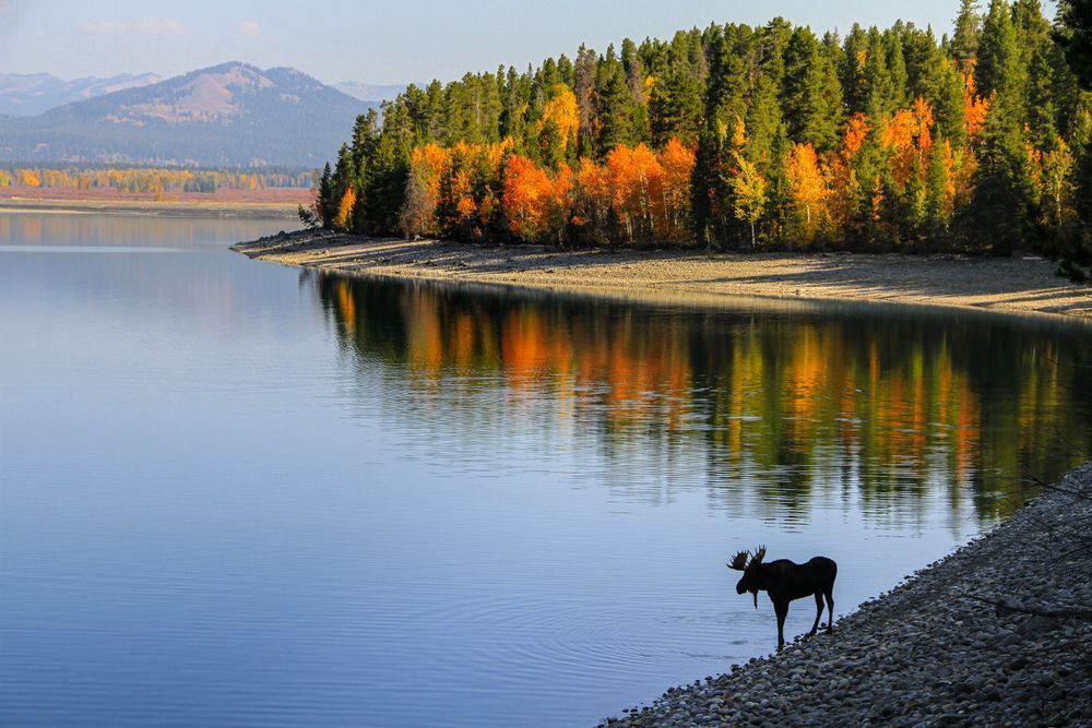 Autumn In Jackson, Moose, Tetons, Wy Photography Art | Kim Clune Daydreams