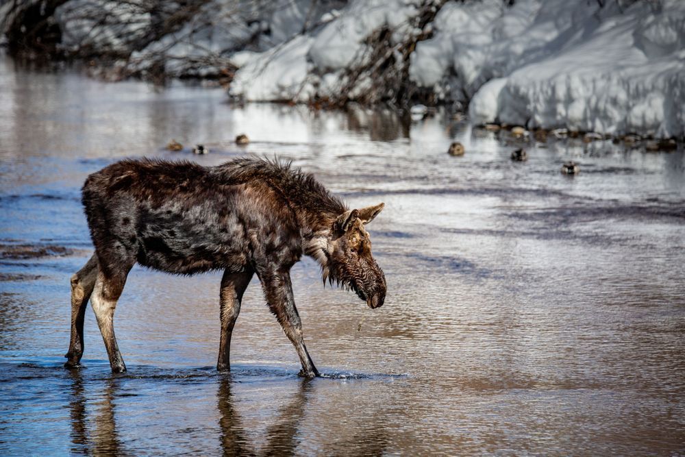 Ankle Deep, Moose, Wilson, Ak Photography Art | Kim Clune Daydreams