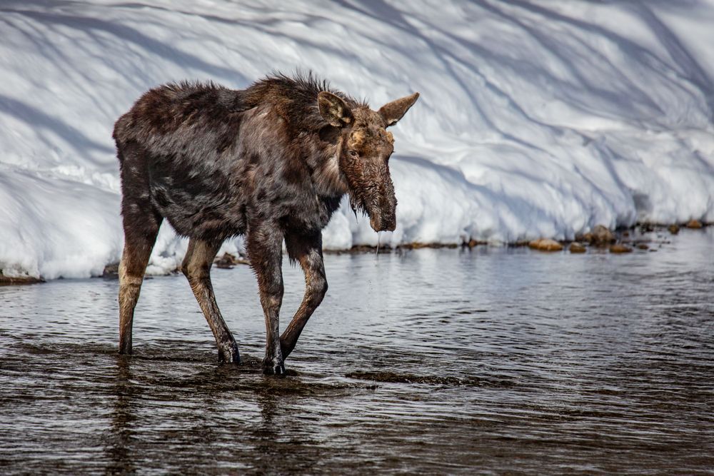 Forward March, Moose, Wilson, Wy Photography Art | Kim Clune Daydreams