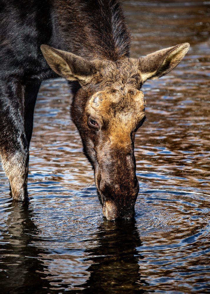 Sun Shivers, Moose, Wilson, Wy Photography Art | Kim Clune Daydreams