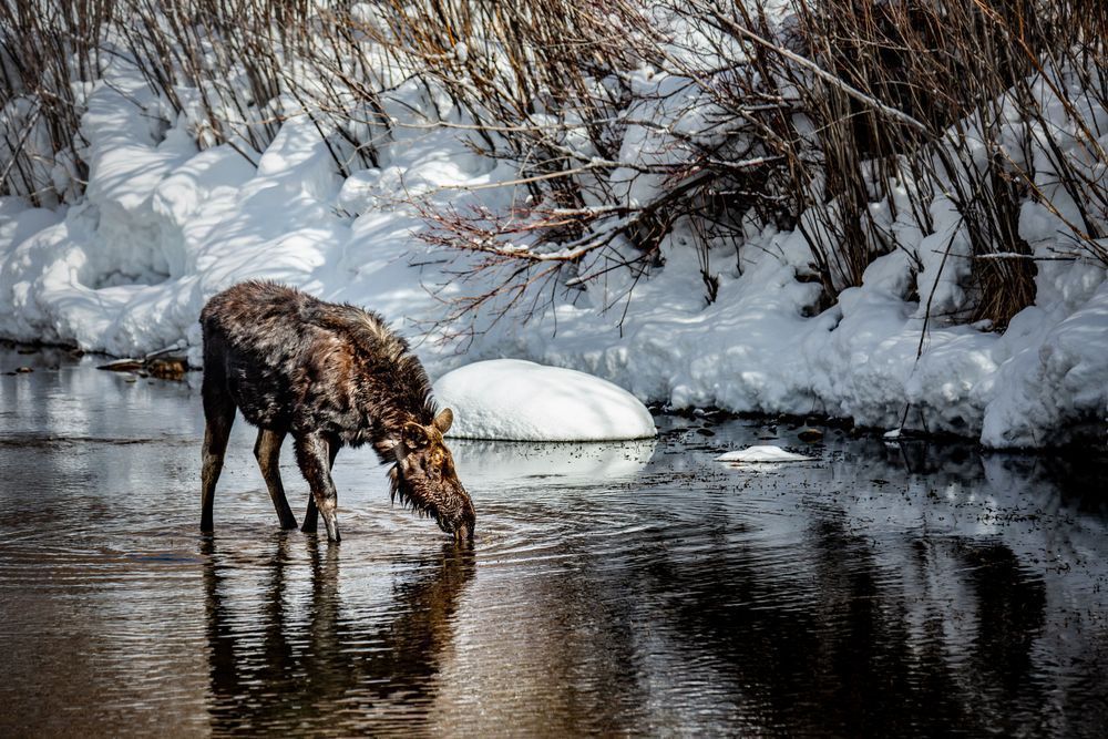 Snowy Shores, Moose, Wilson, Wy Photography Art | Kim Clune Daydreams