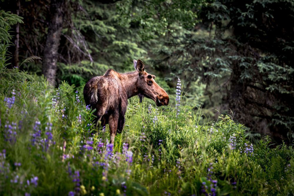 Lupine Dreams, Moose, Homer, Ak Photography Art | Kim Clune Daydreams