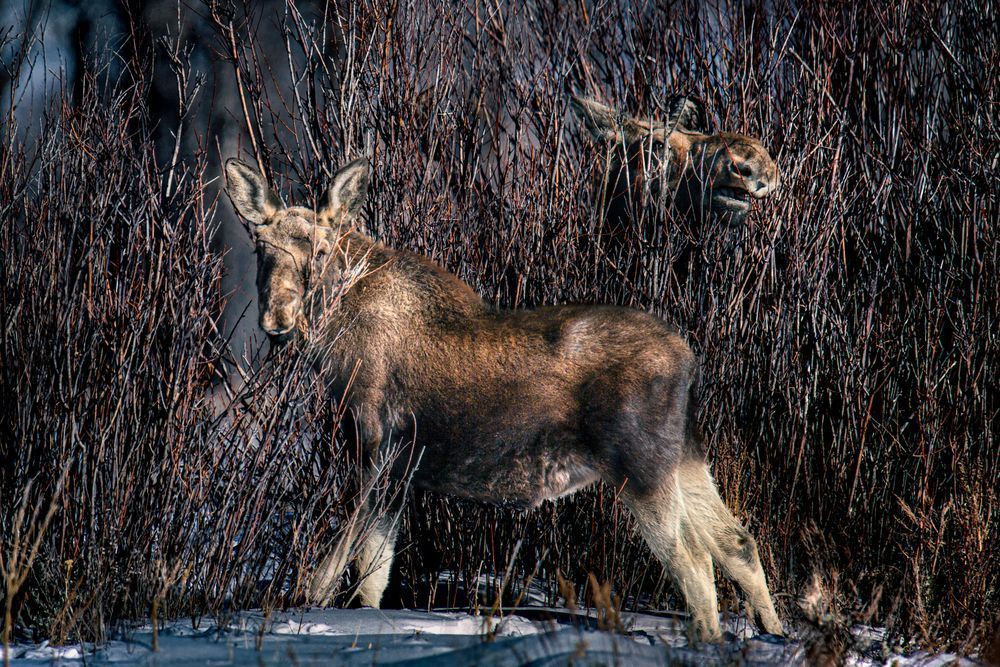 The Babe, Moose, Jackson, Wy Photography Art | Kim Clune Daydreams