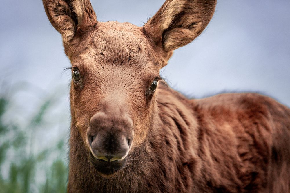 Portrait Mode, Baby Moose, Haines, Ak Photography Art | Kim Clune Daydreams