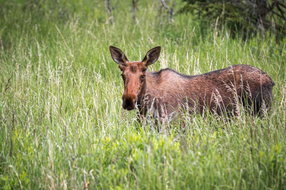 Grazing Gaze, Moose, Homer, Ak Photography Art | Kim Clune Daydreams