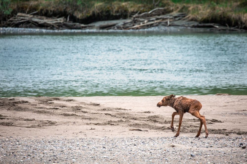 First Steps, Moose, Chilkat Valley, Ak Photography Art | Kim Clune Daydreams