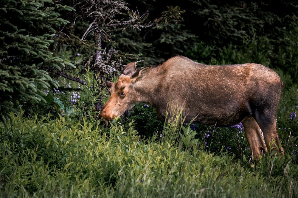 Eat Your Greens, Moose, Homer, Ak Photography Art | Kim Clune Daydreams