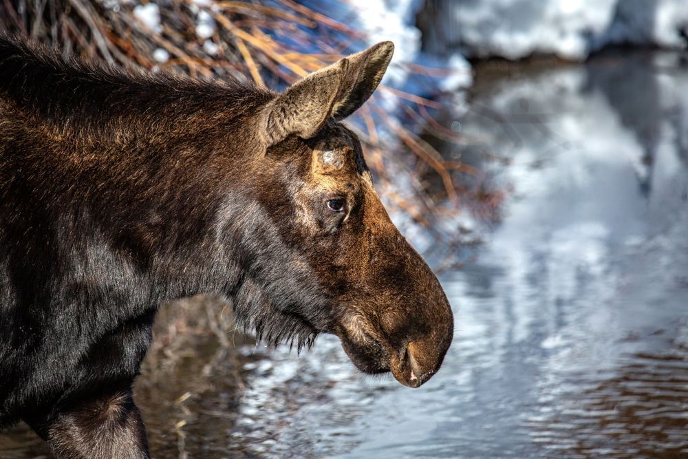 Crossed Signals, Moose, Wilson, Wy Photography Art | Kim Clune Daydreams